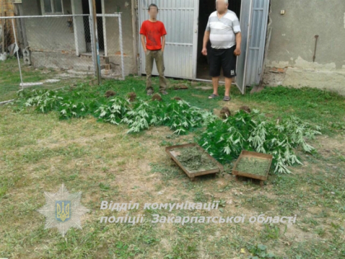 Конопляну плантацію поліція знайшла в селі на Мукачівщині