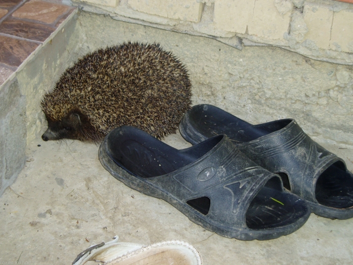 Різдвяні морози на Міжгірщині передбачили ... їжаки