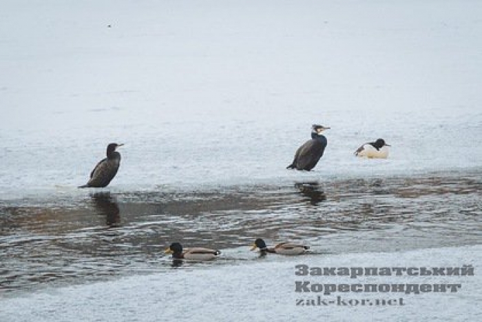 Зміна варти: на Ужі в Ужгороді баклани замінили лебедів