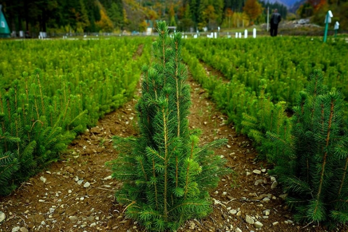 Висадити 1,3 млн маленьких деревцят планує навесні Брустурянський лісгосп