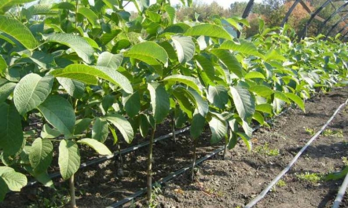 На Тячівщині лісники навесні висадять горіхову плантацію