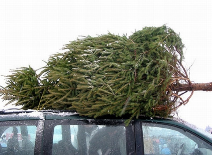 Лісівники Закарпаття продали понад 7 тисяч новорічних ялинок