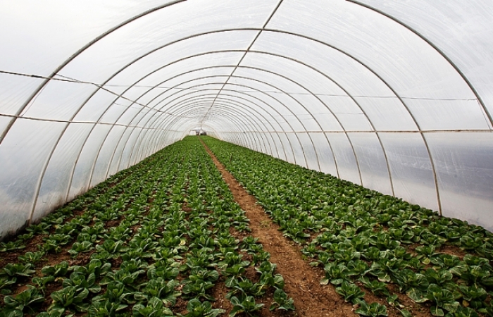 Цьогорічний мороз неабияк налякав закарпатців і закарпатських ... шкідників