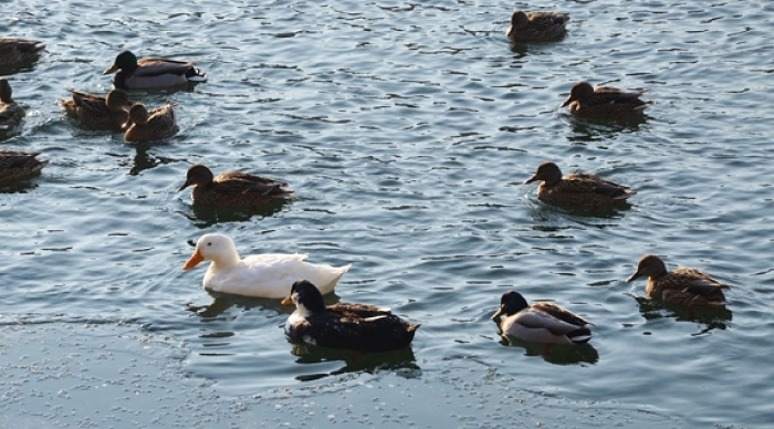 Мороз і лід витісняють лебедів з Ужа