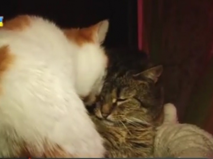 На Міжгірщині у туристичному закладі гостей зустрічають 60 кішок і привітні господарі