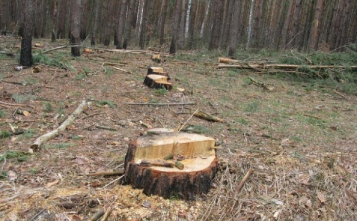 Де на Закарпатті накрали найбільше лісу