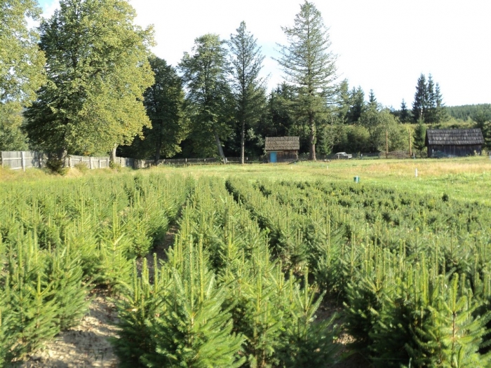 Новостворений лісгосп на Міжгірщині планує висадити навесні майже 300 тисяч саджанців