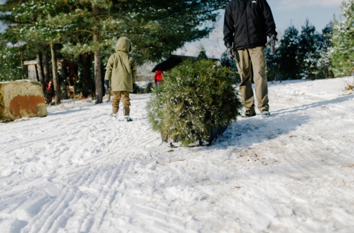 Закарпатські лісівники радять, як дати друге життя зрубаній  ялинці