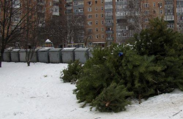 Ялинкове ноу-хау Ужгородської мерії прибере місто і допоможе зеленим насадженням