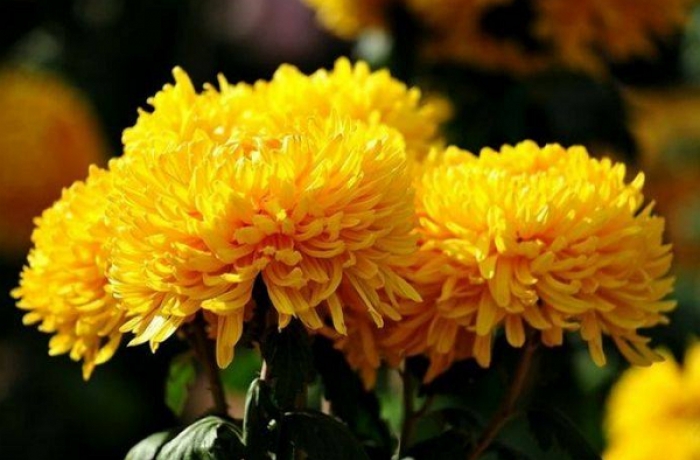 У День вшанування померлих автобуси "на Барвінок" в Ужгороді курсуватимуть частіше