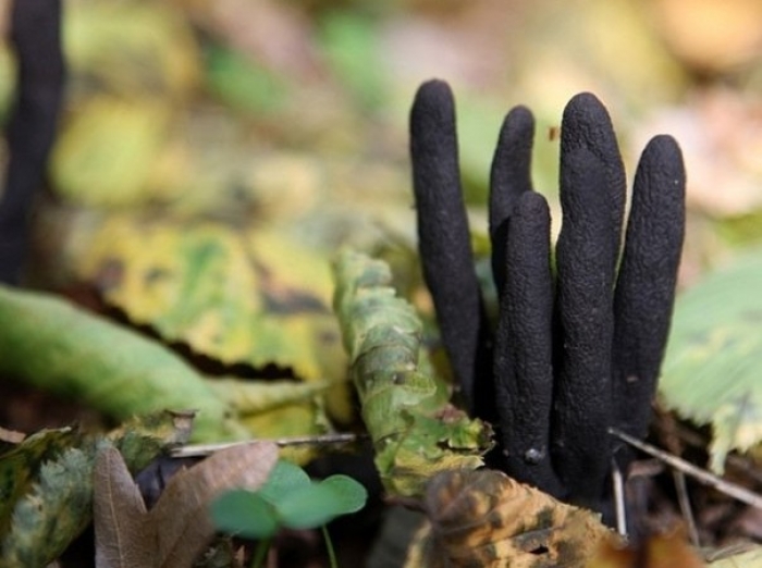 Карпатські дерева з «пальцями мерця» – ідеальна сировина для виготовлення скрипок