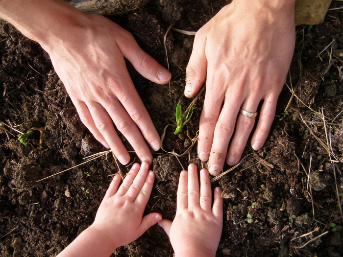 Майбутнє лісу Закарпаття – у руках шкільного лісництва
