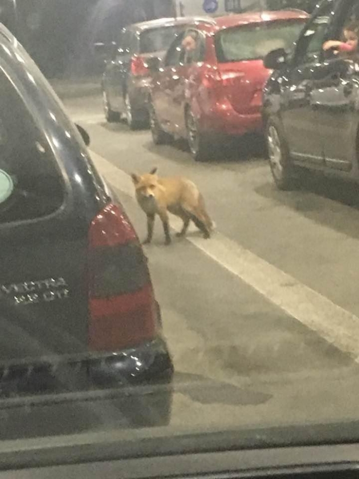 Незвичний "новий таможник" помічений у пункті пропуску "Убля" на кордоні зі Словаччиною