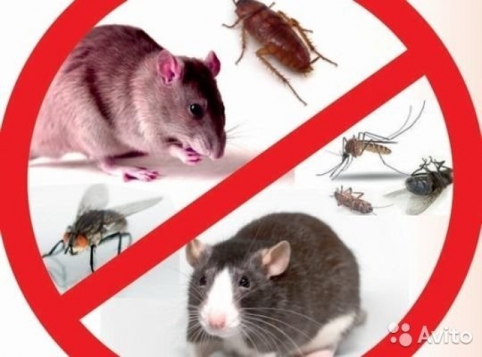 Дератизація місць загального користування стартувала в Ужгороді