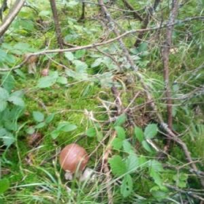 Маленька горянка потрапила на лікарняне ліжко через дари лісів Українських Карпат