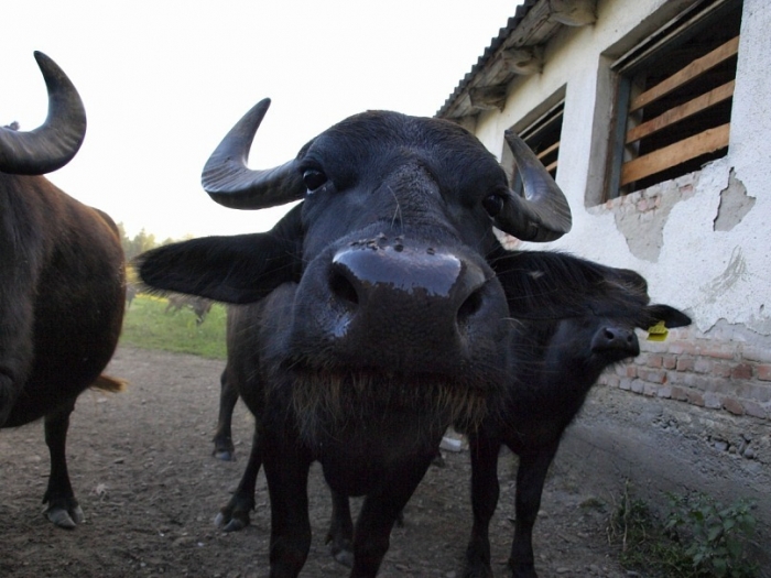 Сильні та горді: на Виноградівщині працює найбільша в Україні буйволина ферма