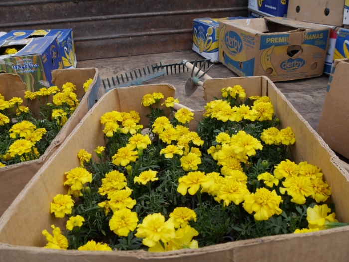 Чим займаються сьогодні комунальні служби в Ужгороді?