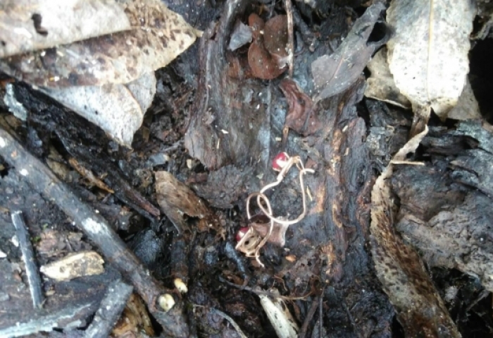 4-річна мешканка Виноградова стала об’єктом нападу неповнолітнього "дуету"