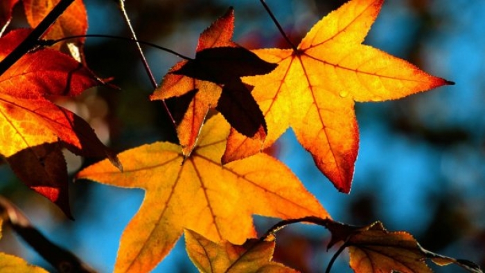 Завтра на Закарпатті дощів не передбачається