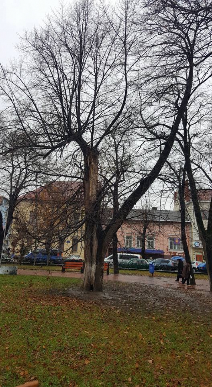 Стан дерев, кущів, газонів і квітників досліджували фахівці на колишній площі Возз’єднання в Ужгороді