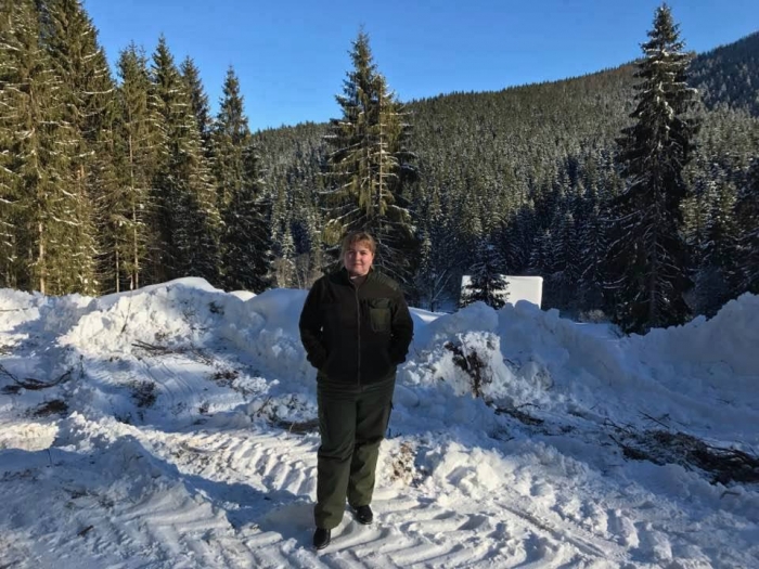 Більше 2-х з половиною тисяч новорічних ялинок підготували лісівники найбільшого району Закарпаття та України