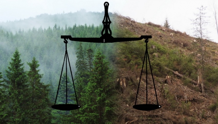 Закарпатська облрада розгляне погодження поділу лісів краю на категорії