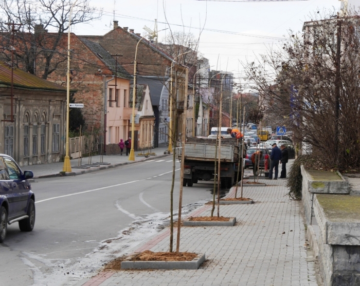 Ясени та клени: в Ужгороді знову "виросли" нові дерева