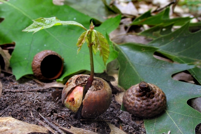 Закарпатські лісівники постаралися: заготовили 19 000 кілограмів лісового насіння
