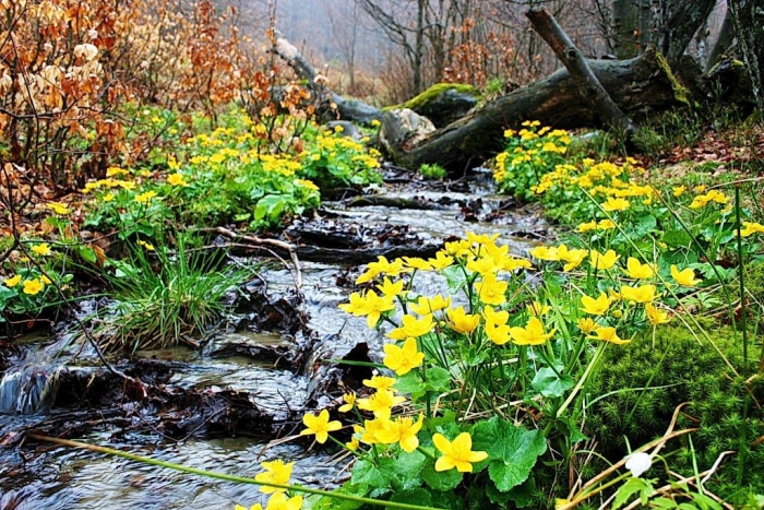 "Родниковий край": у Полянській об’єднаній громаді хочуть інноваційно-культурний етнопарк
