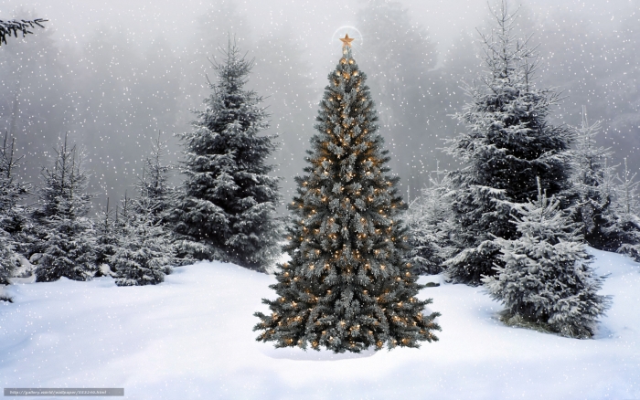 Бережи ялинку, або Новорічно-Різдвяні свята наближаються!