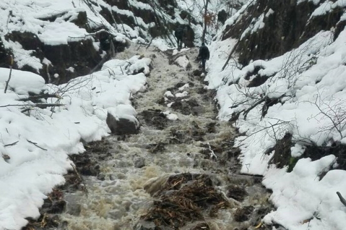 Зрубане дерево смертельно придавило закарпатця...