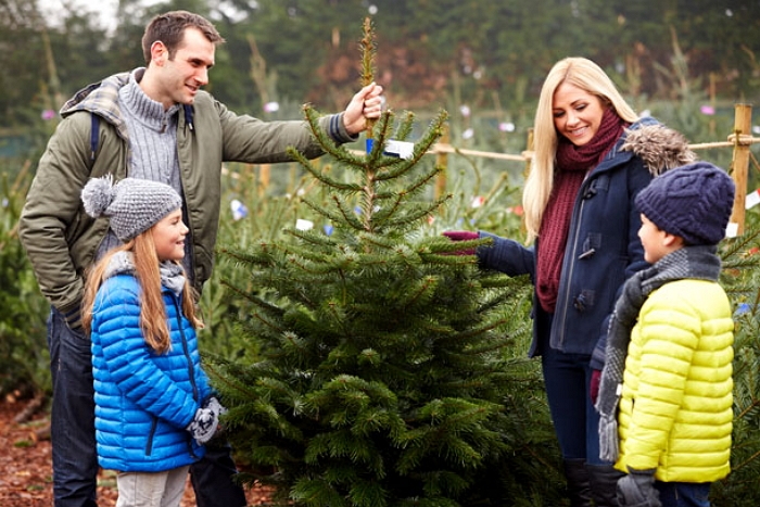 Перші офіційні ялинкові базари відкрилися на Закарпатті