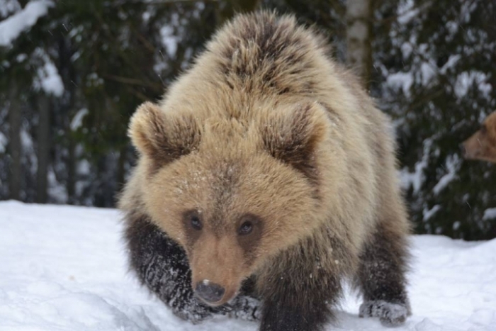 Тепла зима не вклала у сплячку більшість ведмедів у реабілітаційному центрі "Синевир"