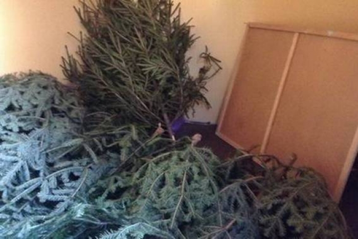 Ялинкові "відпрацювання" міст  і сіл тривають на Закарпатті