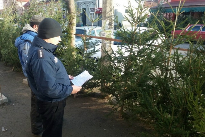 На Берегівщині поліція вже взялася за порушників – торгівців новорічними ялинками