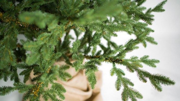 В Ужгороді визначили місця для торгівлі ялинками та новорічними прикрасами