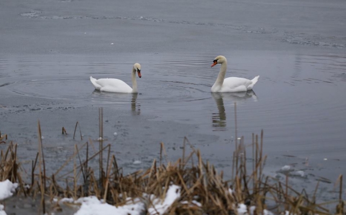 Богдан Андріїв:"Маю надію, що в найближчому майбутньому улюблену "Кірпічку" ужгородців буде не впізнати!"