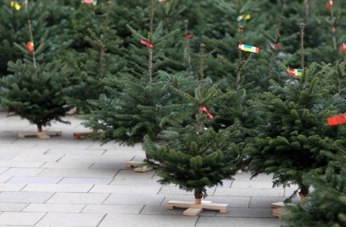 На Закарпатті активно заготовляють ялинки на Новий рік, однак, менше ніж торік