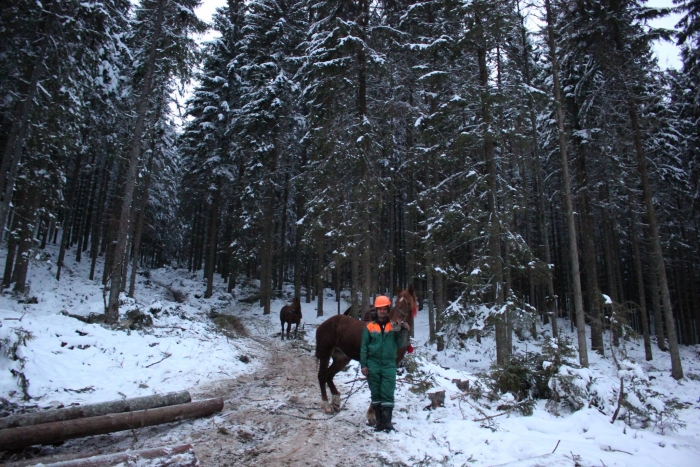 Як сучасне лісівництво Закарпаття використовує потужність "кінських сил"