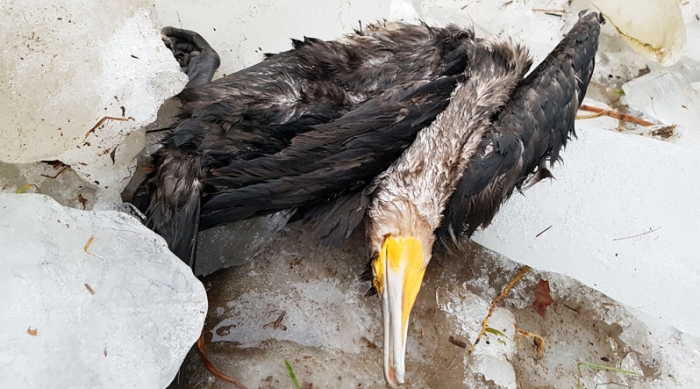 Імігранту-риболову з Естонії не вдалося пережити льодохід на Ужі