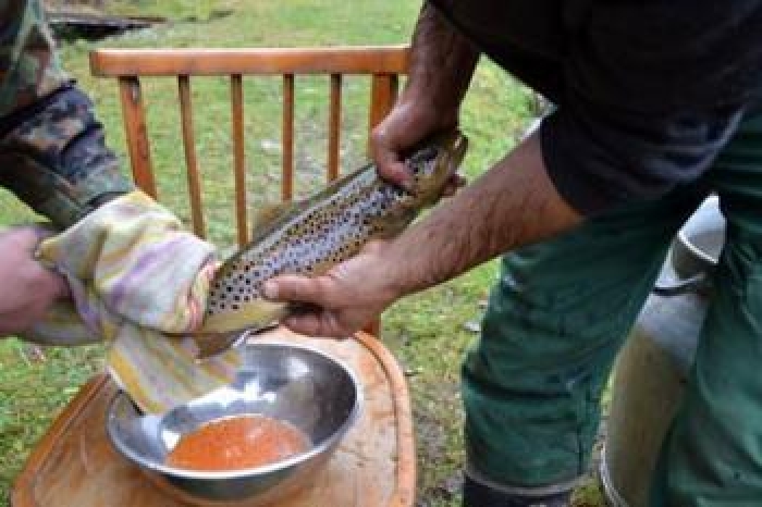 Є така професія на Закарпатті - дояр риби