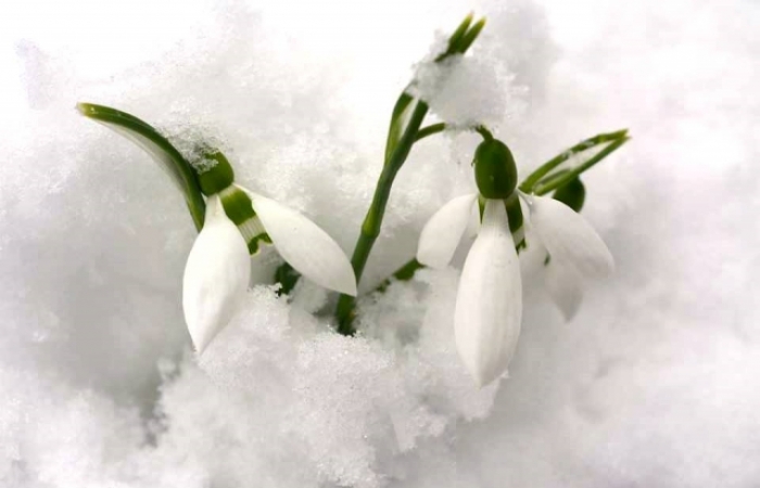 Перші весняні сміливці пробилися крізь сніг у Хусті - весна вже близько!