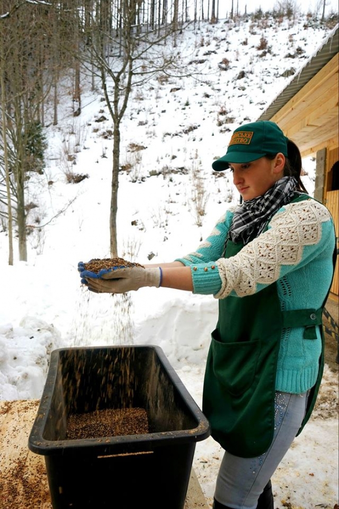 Лікувальні шишки Закарпаття допомагають у боротьбі з раком