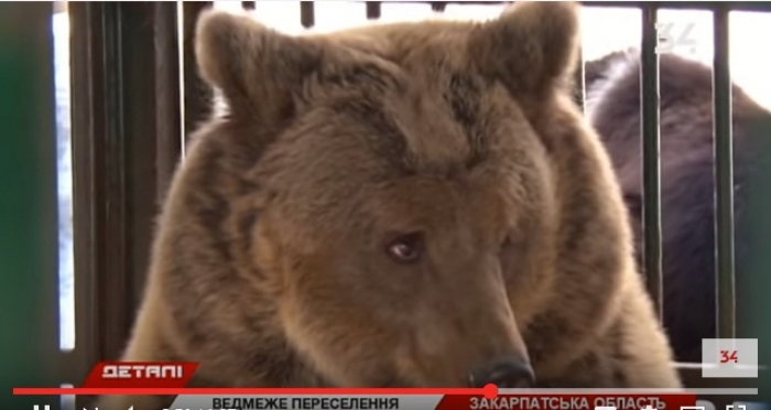 Як обживається в Закарпатських горах клишонога "переселенка" з Дніпра