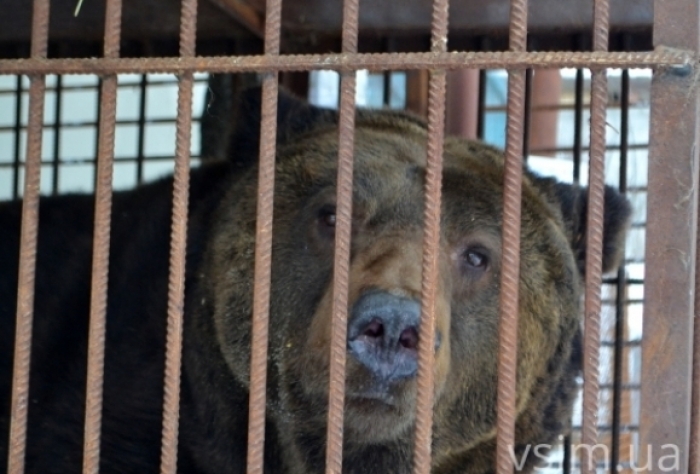 Нового клишоногого мешканця отримав ведмежий "готель" у Карпатах