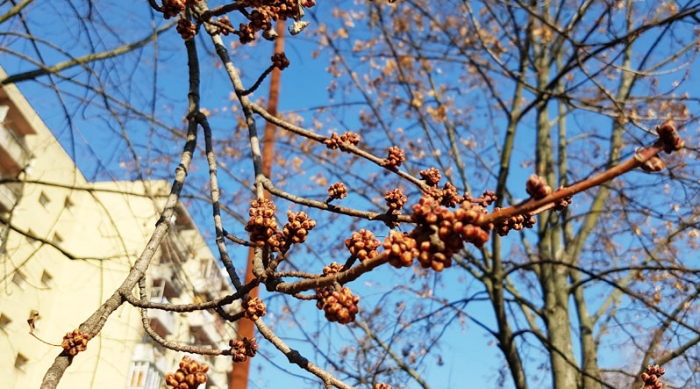 Середа на Закарпатті буде сонячною - значно потепліє!