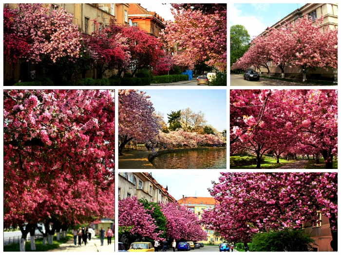 Ужгородська "Сакура Фест" скликає своїх шанувальників!