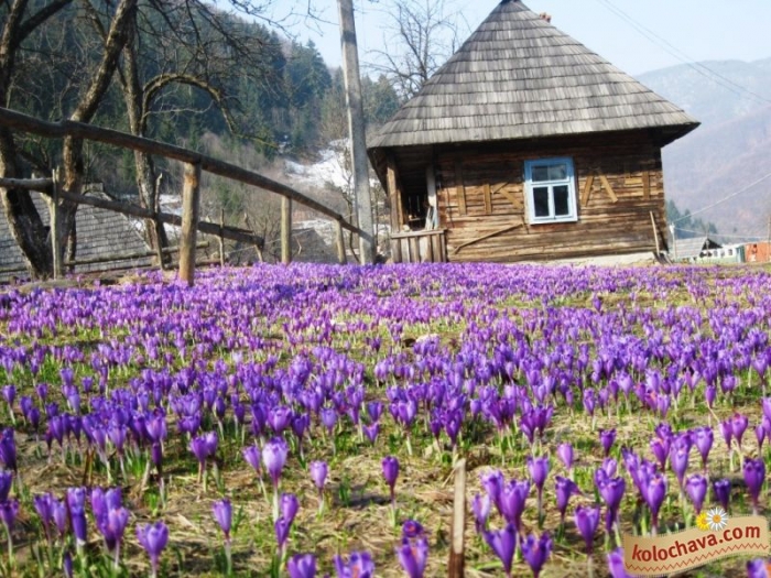 На Закарпатті розквітнув червонокнижний шафран Гейфеля