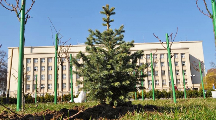 Москаль посадив майбутню головну новорічну красуню області