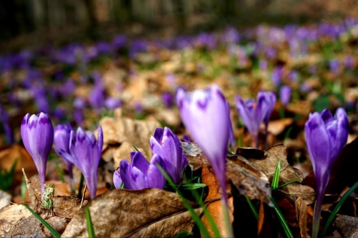 На Закарпатті розквітають чарівні шафрани